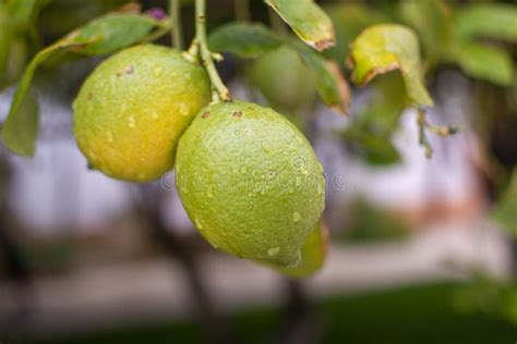 Unripe Lemons Citrus Fruits Hanging On Lemon Tree Stock Image Image