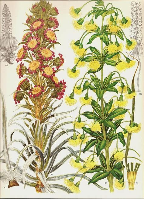 Vintage Botanical Print 1970 Color Art Wild Flowers Book Plate Etsy