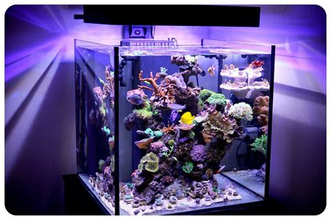 Rimless 60 Gallon Solana Xl With Panorama Led Lighting Coral Aquarium