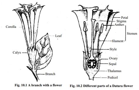 Different Parts Of A Flowerdatura Flower
