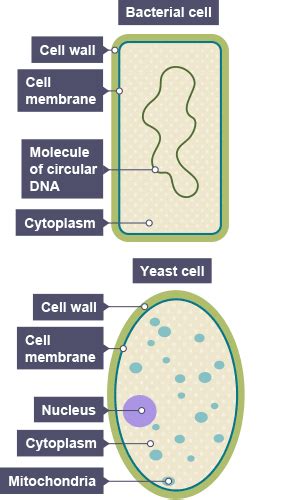 Apr 26, 2012 · bacteria vs yeast microorganisms are a taxonomically diverse group of organisms. BBC Bitesize - National 4 Biology - Cell division and its ...