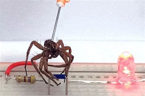 spiders are being brought back from the dead and turned into necrobots for science daily star
