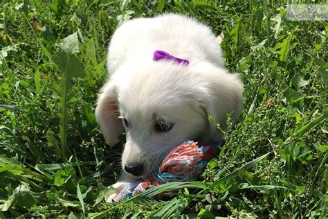 Ready to bring a puppy to your forever home? Lavender: English Golden Retriever puppy for sale near ...