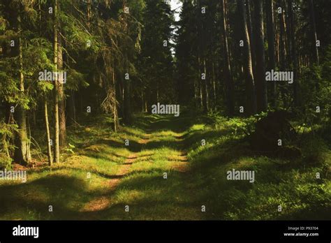 Dirt Road In A Forest Stock Photo Alamy