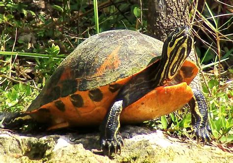 A Primer On The Endangered Red Bellied Turtle Brendan Wetzel
