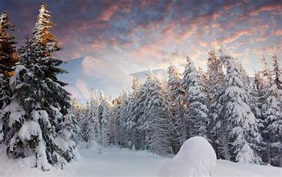 Snow Landscape Nature Trees Desktop Winter Forest