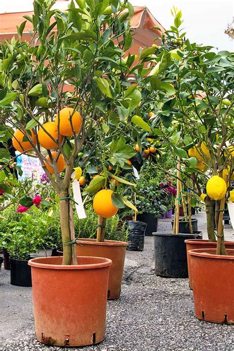 How To Plant Dwarf Citrus Trees