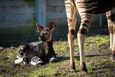 Houston Zoos Rare Baby Okapi Is Super Cute Half Giraffe Half Zebra