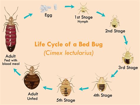 Bed Bug Life Cycle Contains Real Bed Bugs From Egg Through Sexiezpix