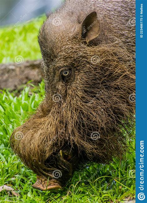 Bornean Bearded Pig Sus Barbatus In Bako National Park On Borneo Island