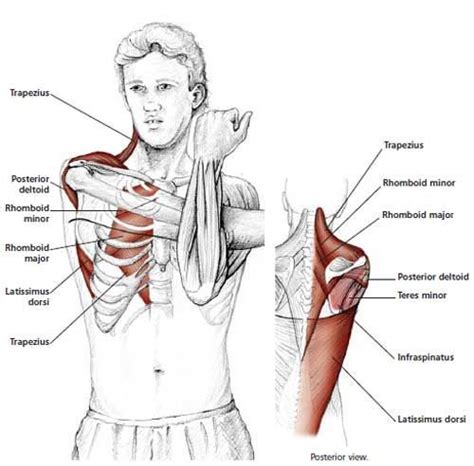 These muscle names are based on the muscles' resemblance to some objects. Parallel Shoulder Neck Stretch | Exercícios para idosos ...