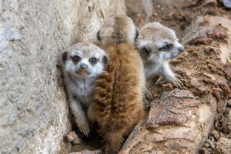 Baby Meerkat Mob Three Of Four Baby Meerkats Suricata Sur Flickr