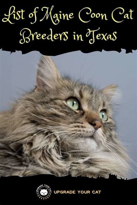 All waiting lists are full. Maine Coon Cat Breeders in Texas | Kittens & Cats for Sale ...
