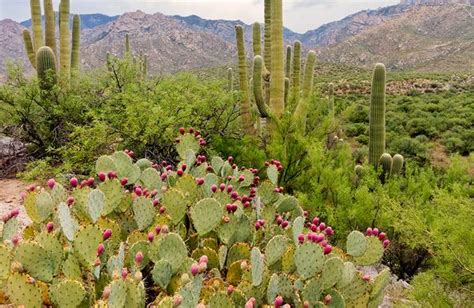 Desert Plants In Arizona Arizona State Parks