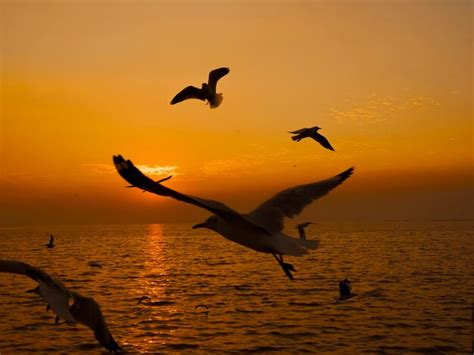 Premium Photo Seagulls Flying Over Sea During Sunset