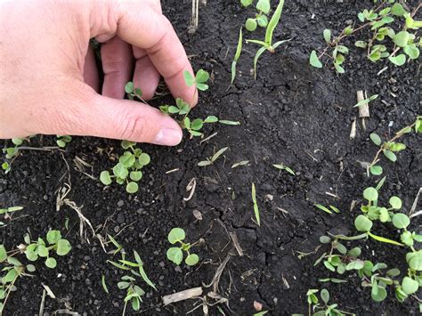 Time To Plant New Seeding Alfalfa