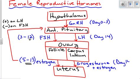 Estrogen also helps promote fat distribution on the woman's breast, abdomen, hips, thighs, buttocks, etc. Female Reproductive Hormones - YouTube