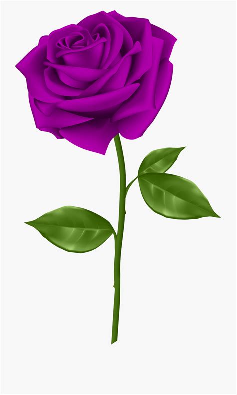 clipart purple roses 10 free cliparts download images on clipground 2023