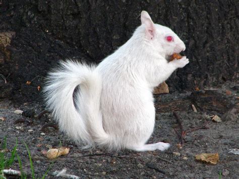 Albino Squirrel A Photo On Flickriver