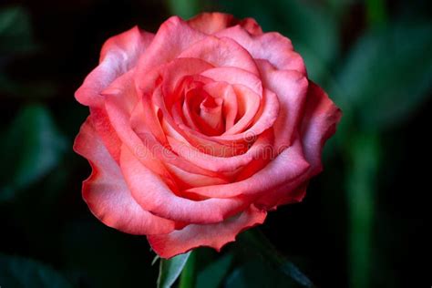 Pink Rose Flower With Dark Green Leaves Close Up Background Single