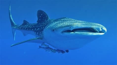 Whale Shark Fact Sheet Blog Nature PBS