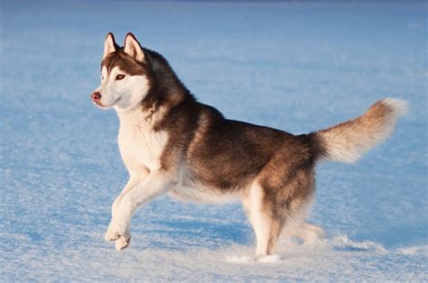 Siberian Husky Dog Breed Information Buying Advice