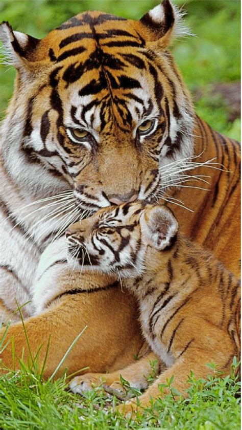 Mother Tiger Lovingly Grooming Her Cub Big Cats Beautiful Cats Tiger Cub
