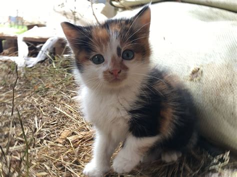 Calico cat - Wikipedia