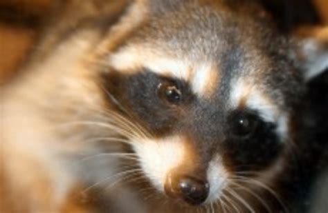 woman chased and attacked by raccoons · thejournal ie