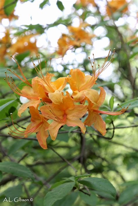 * images shown are of mature plants. The Buckeye Botanist: Flame Azalea (Rhododendron ...