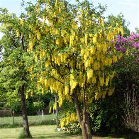 Laburnum Vossii Clarenbridge Garden Centre