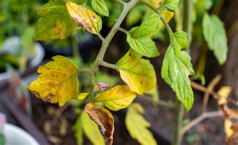 The List Of 20 Tomato Plants With Yellowing Leaves