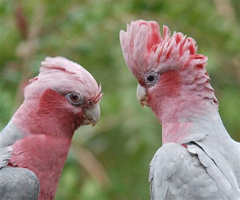 Pink Galah Parrot Australia Animals Pink Grey