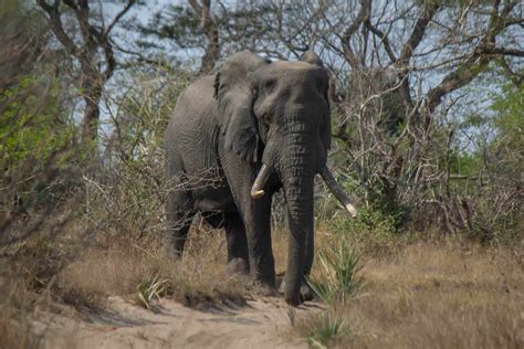 African Savannah Elephant Tembe Elephant Park Photo