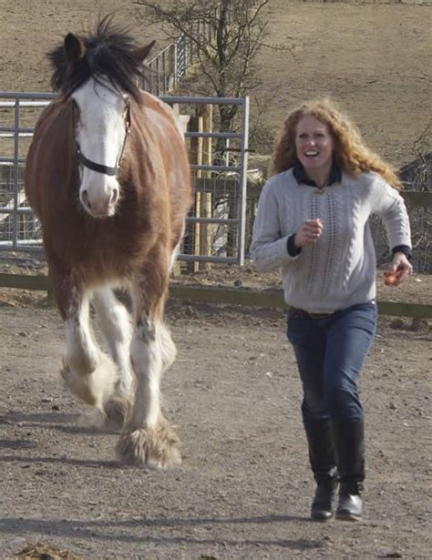 Blackstone Clydesdales Heavy Horse Riding Experience Clydesdale Heavy