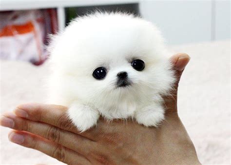 Small Dogs That Don?T Grow | Cute white puppies, Cute pomeranian, Cute baby animals