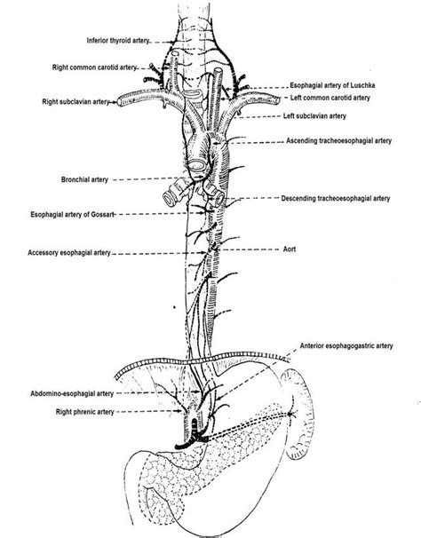 Anatomy Of Esophagus Intechopen