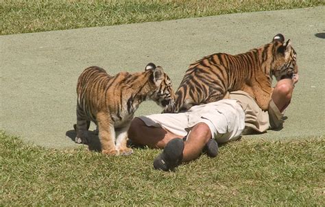 Two Tigers In Playful Mood Flickr Photo Sharing