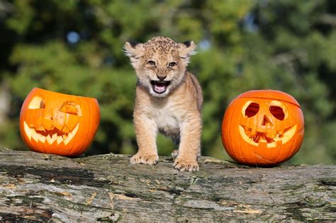 Cute And Funny Pictures Of Animals 73 Halloween Pictures