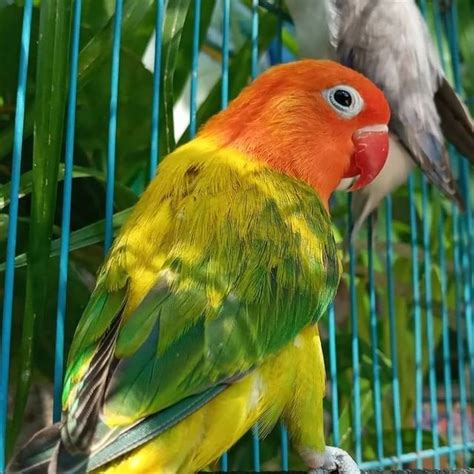 10 Cara Merawat Burung Lovebird Agar Ngekek Panjang FREE