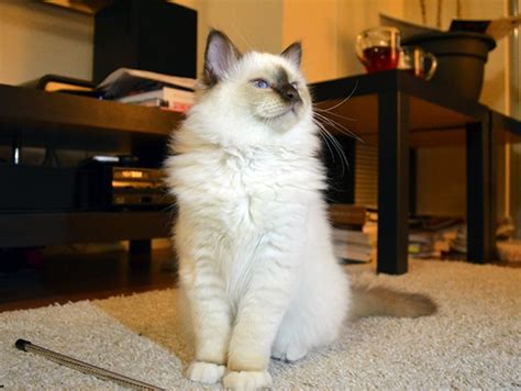 Get To Know The Birman A White Booted Beauty Of A Cat Breed With A
