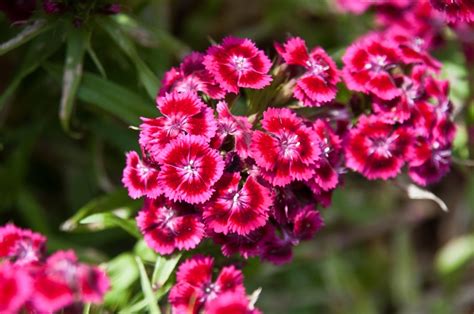 Sweet William Dianthus (Dianthus Barbatus) - My Lestary Seeds