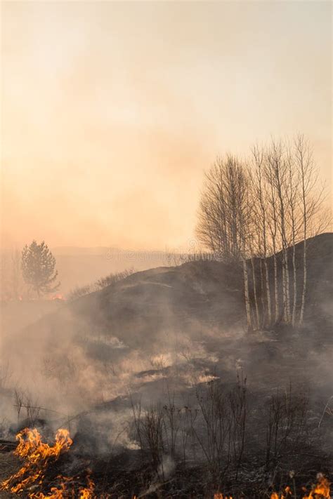 Forest Fire Burning Wildfire Close Up At Day Time Stock Photo Image