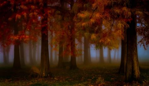 Autumn Forest At Dusk Image Abyss