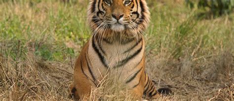 This Project In India Helps People And Tigers Co Exist Peacefully