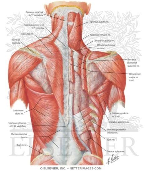 Leg back muscles 3d medical vector illust. Back Muscles Diagram Unlabeled - Anatomy Exam 2 Flashcards Easy Notecards - Back muscle diagrams ...