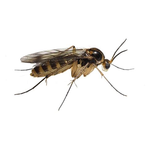 Gnat Control St Louis Fungus Gnat Exterminator St Louis