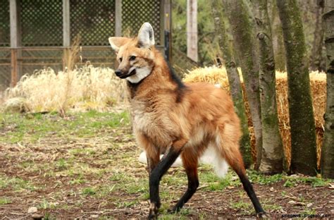 Maned Wolf Hd Wallpapers Mega Wallpapers