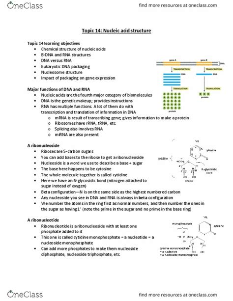 Biochemistry 2280a Lecture Notes Fall 2018 Lecture 14 Cytidine