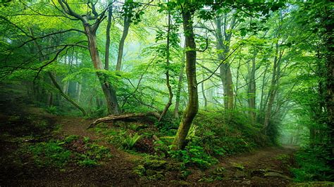 Hd Wallpaper Forest Path Deep Forest Thick Forest Pathway Woodland